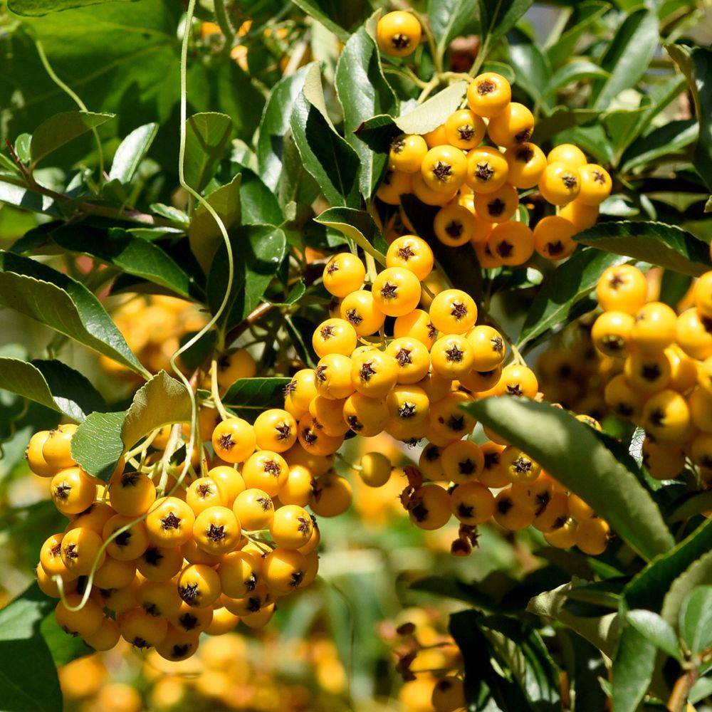 Pyracantha 'Saphyr Jaune®' Cadaune