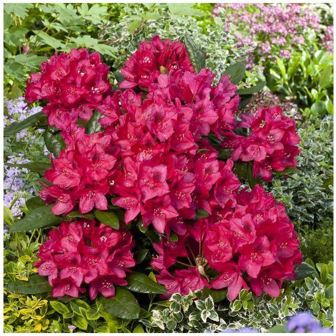 Rhododendron 'Nova zembla' - Image 2