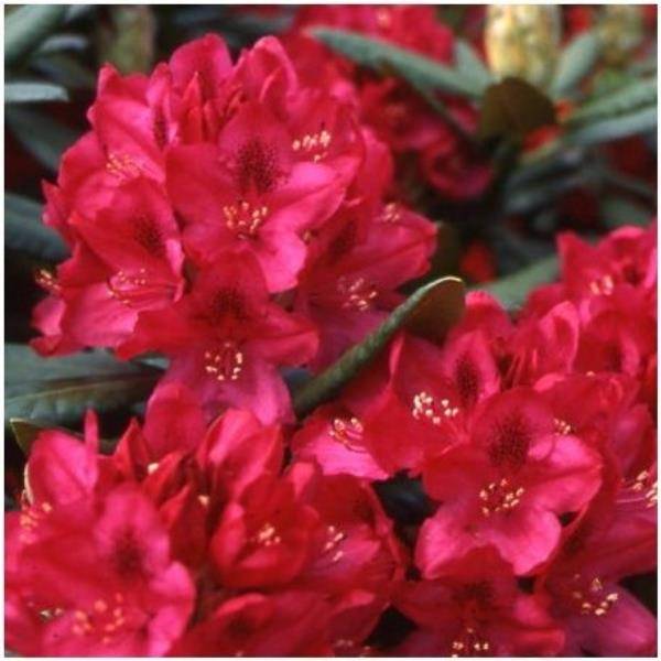 Rhododendron 'Nova zembla' - Image 3