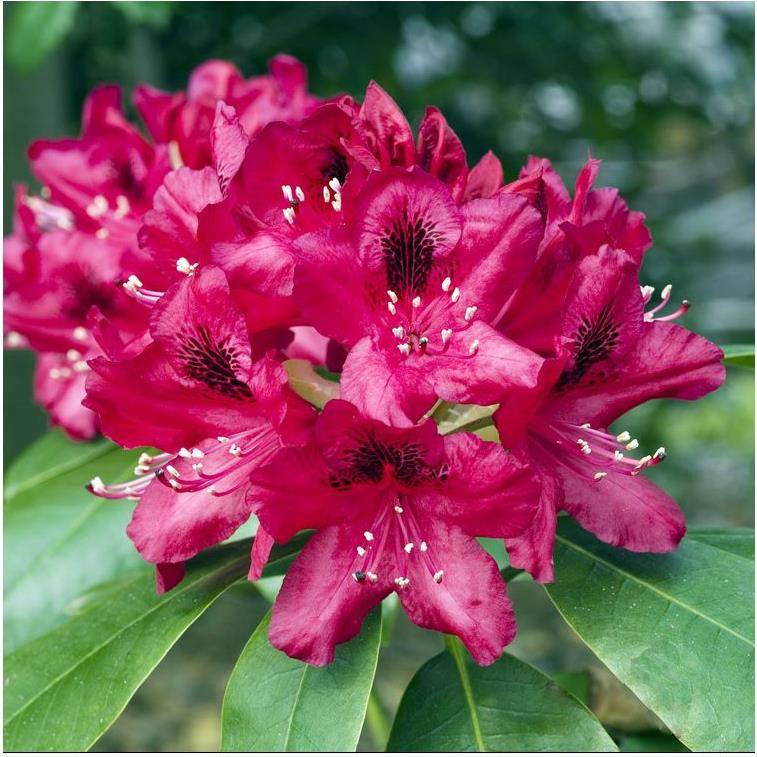 Rhododendron 'Nova zembla' - Image 1