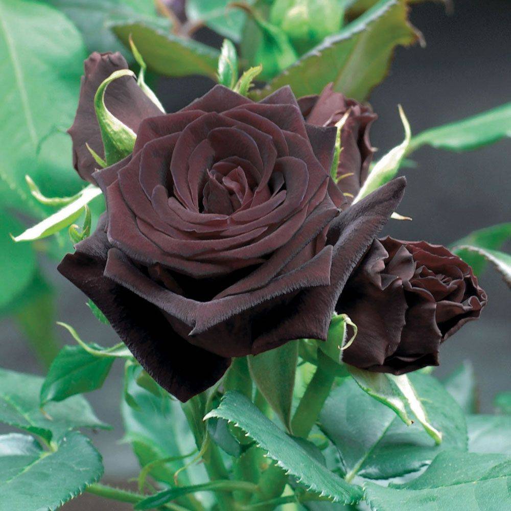 Rosier 'Black Baccara®' Meidebenne - Rosier Meilland