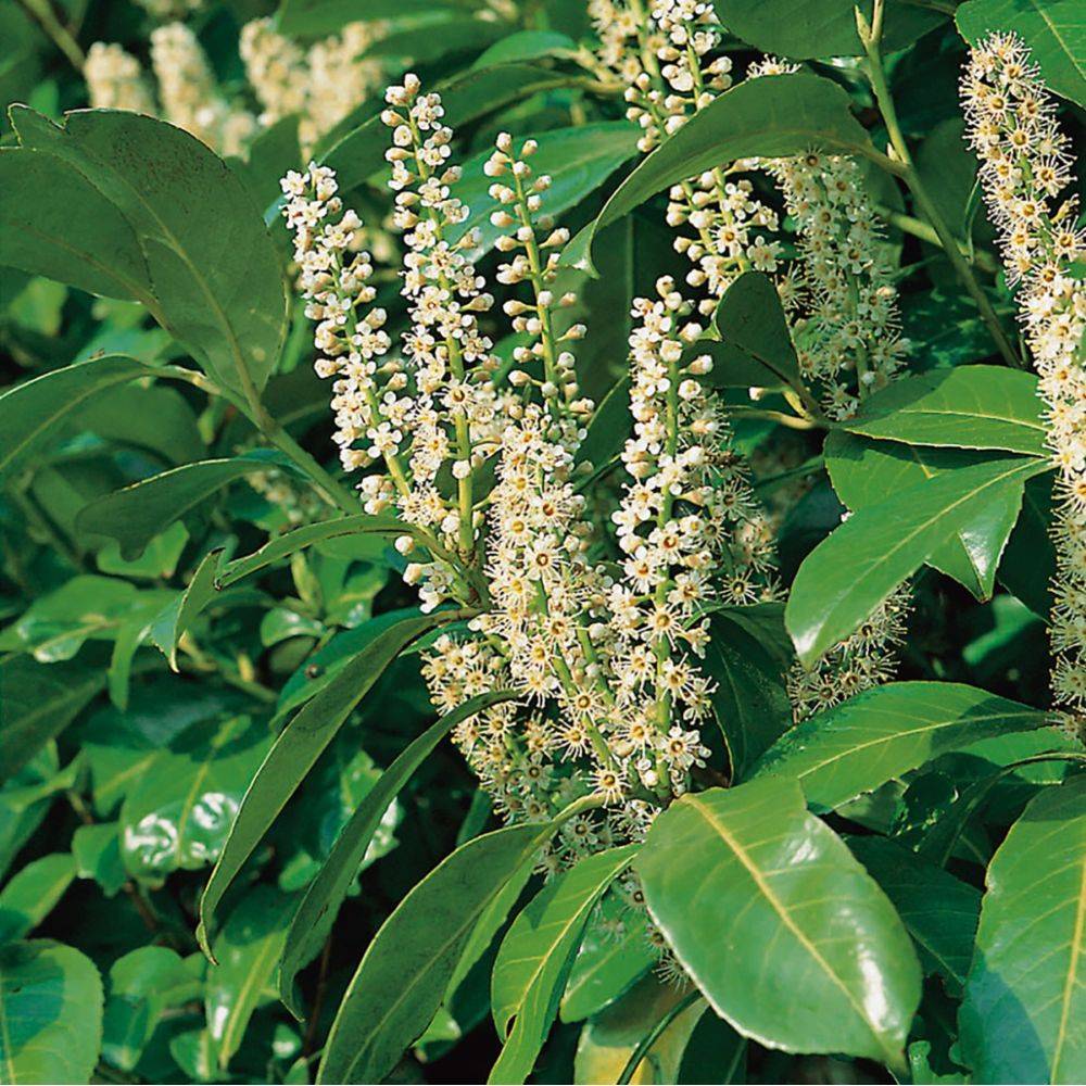 Laurier-cerise 'Rotundifolia' - Image 4