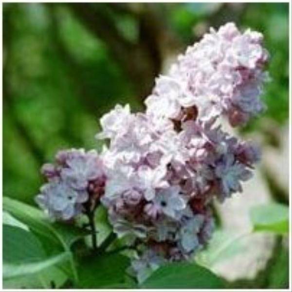 Lilas commun 'Belle de moscou' - Image 1