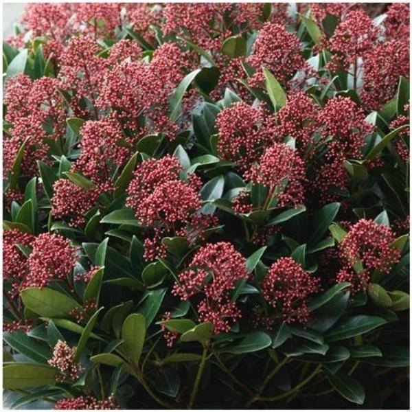Skimmia du japon Rubella - Image 4