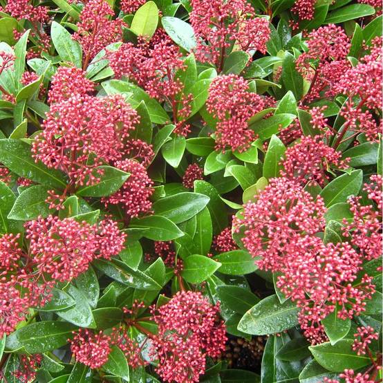 Skimmia du japon Rubella - Image 3