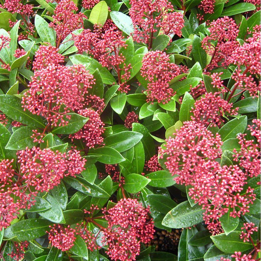 Skimmia du japon Rubella - Image 3