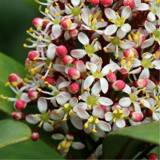 Skimmia du japon Rubella - Image 2