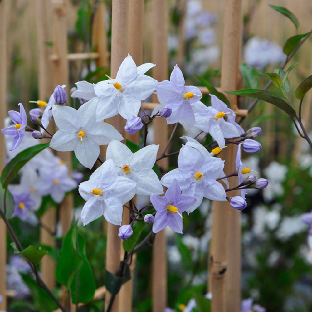 Solanum jasminoïdes bleu