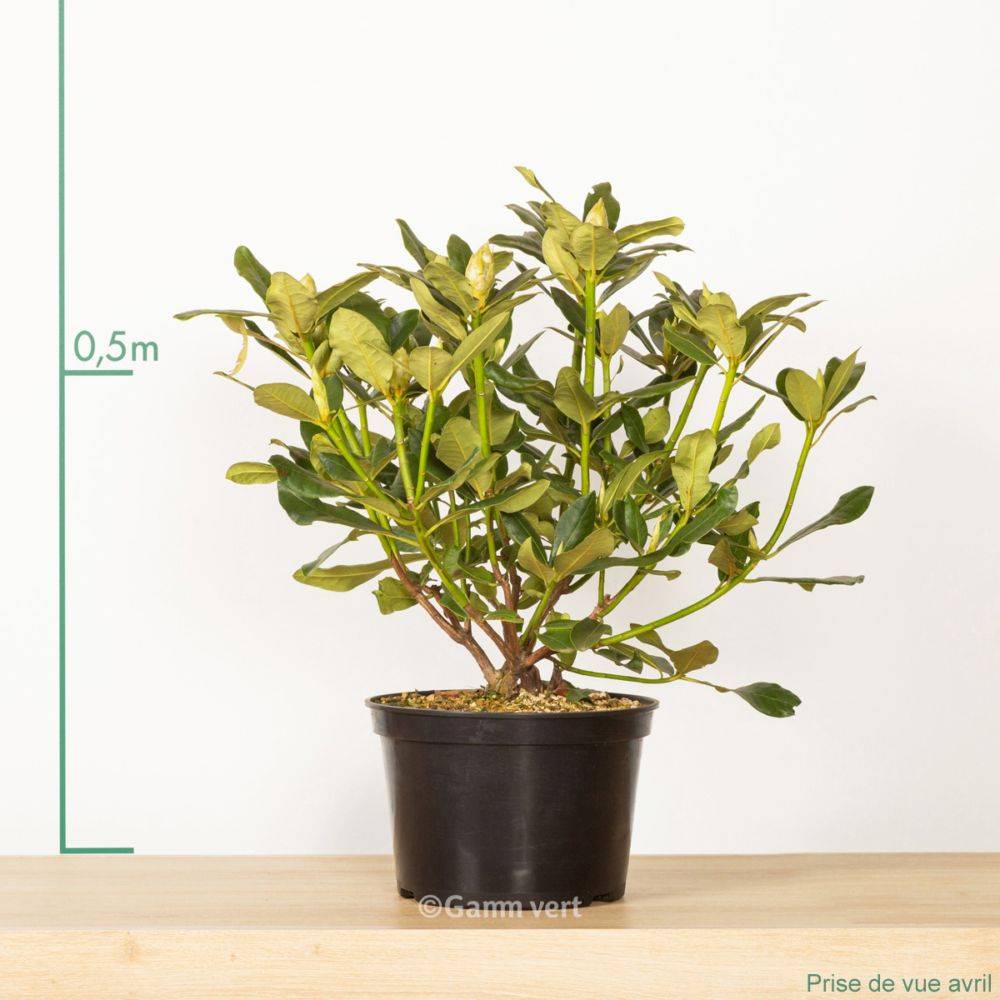 Rhododendron 'Nova zembla' - Image 4