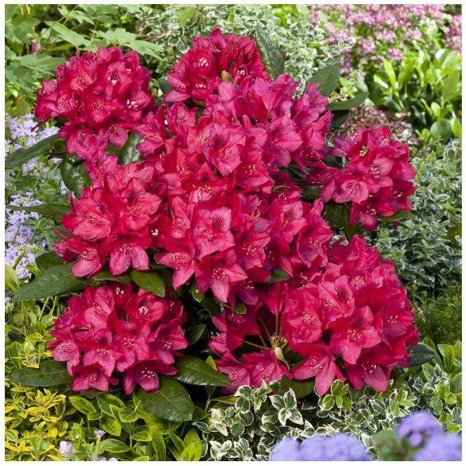 Rhododendron 'Nova zembla' - Image 2