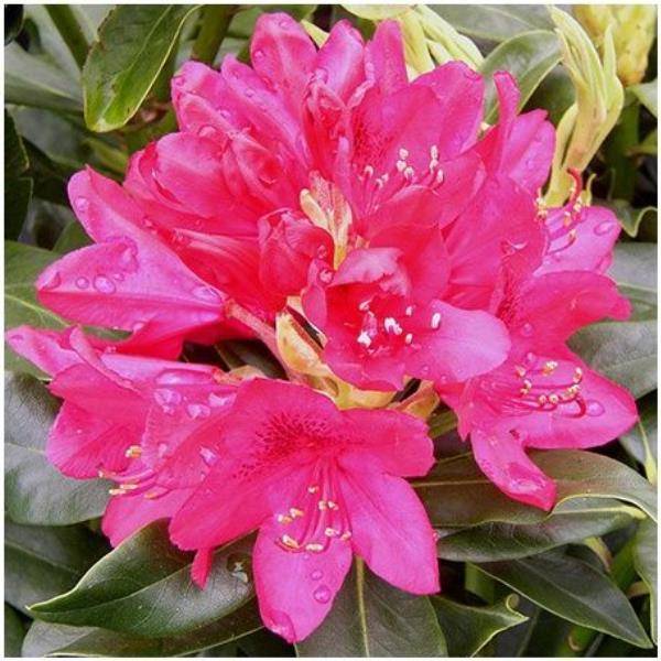 Rhododendron 'Nova zembla' - Image 3