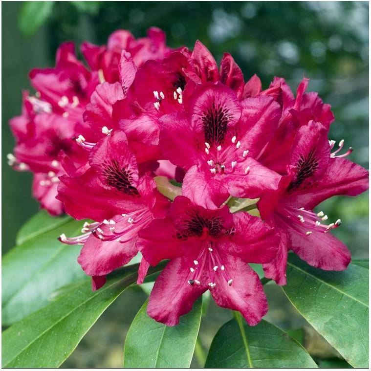 Rhododendron 'Nova zembla' - Image 1