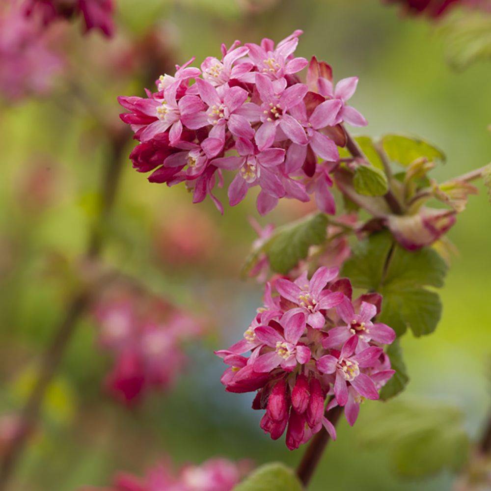 Groseillier à fleurs 'King edward VII' - Image 3