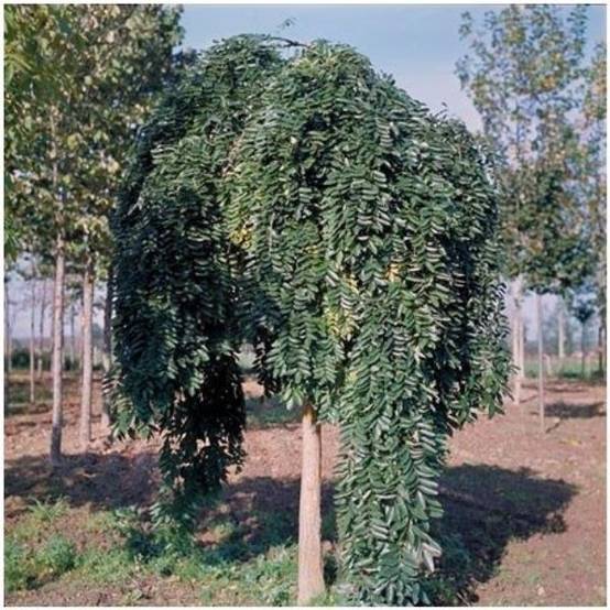 Sophora pleureur - Image 4