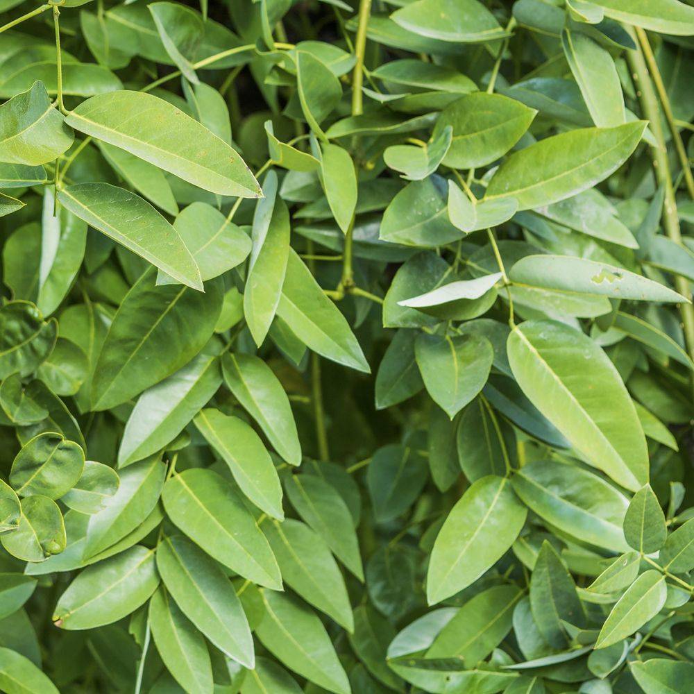 Sophora pleureur - Image 2