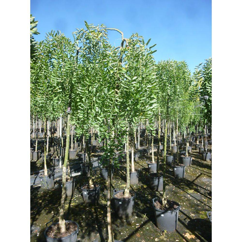 Sophora pleureur - Image 5