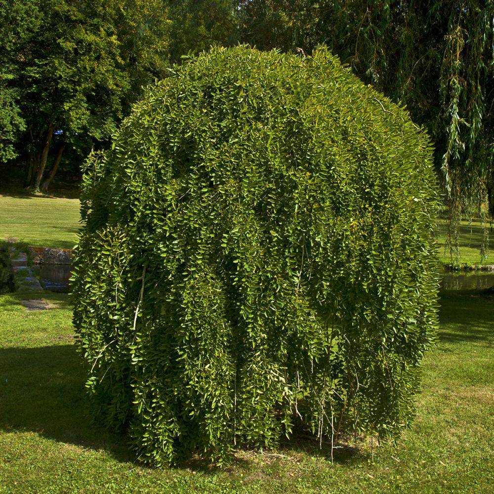 Sophora pleureur - Image 3
