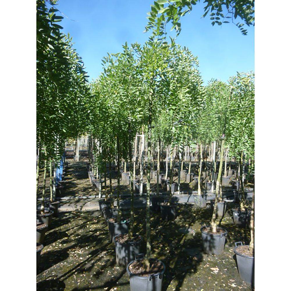 Sophora pleureur - Image 6