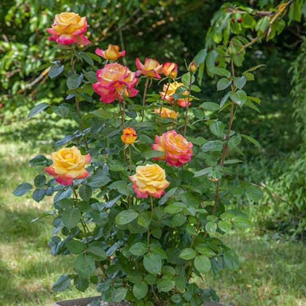 ROSIER 'Oriental Peace'® en racines nues à grosses fleurs - Racine Nue ...