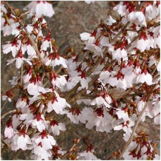 Cerisier à fleurs 'Kojo no Mai' - Cerisier du Japon nain
