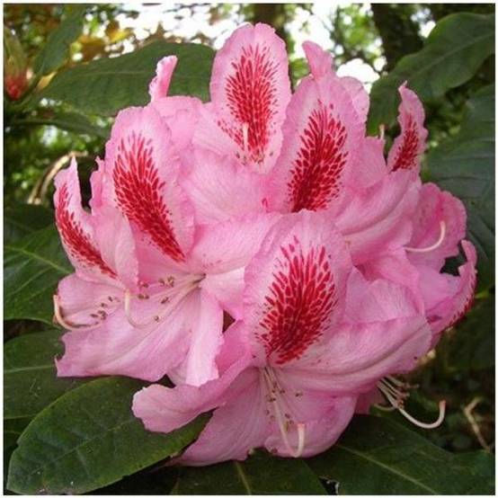 Rhododendron 'Furnivals Daughter'