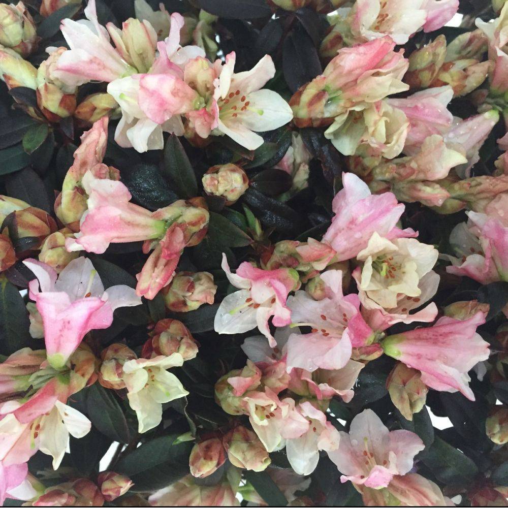 Rhododendron nain de rocaille 'Wee Bee' - Image 1