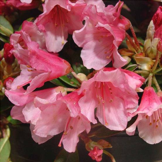 Rhododendron nain de rocaille 'Wee Bee' - Image 2