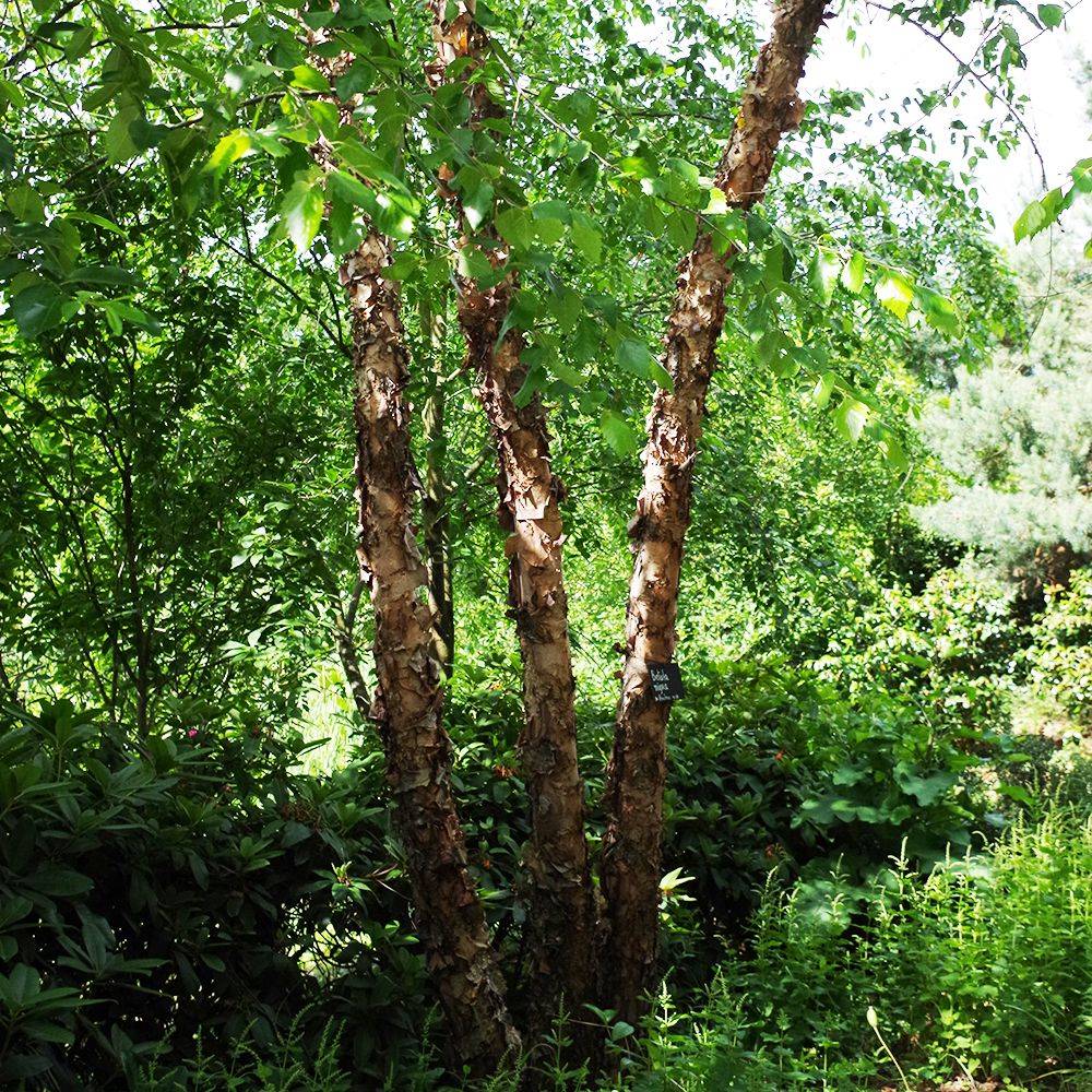Bouleau noir - Image 3