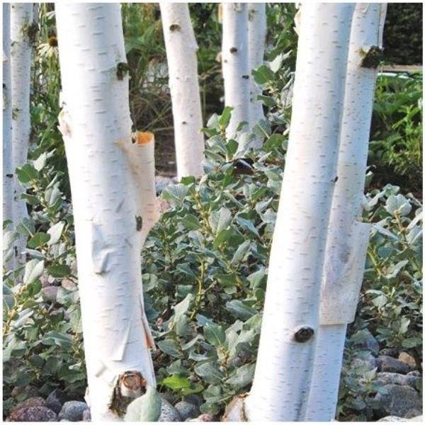 Bouleau de l'himalaya