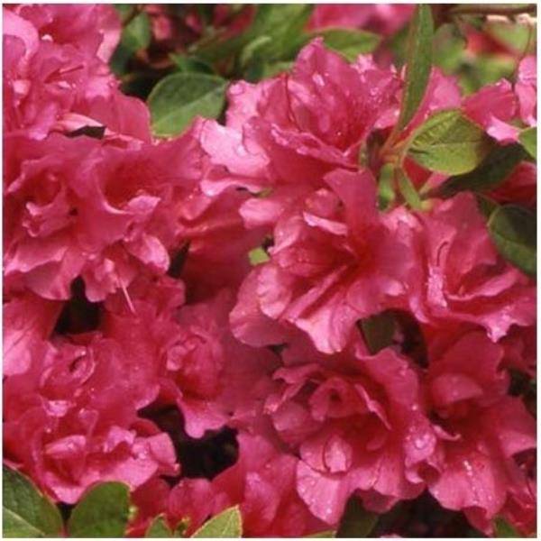 Azalée japonaise 'Lily Marleen'