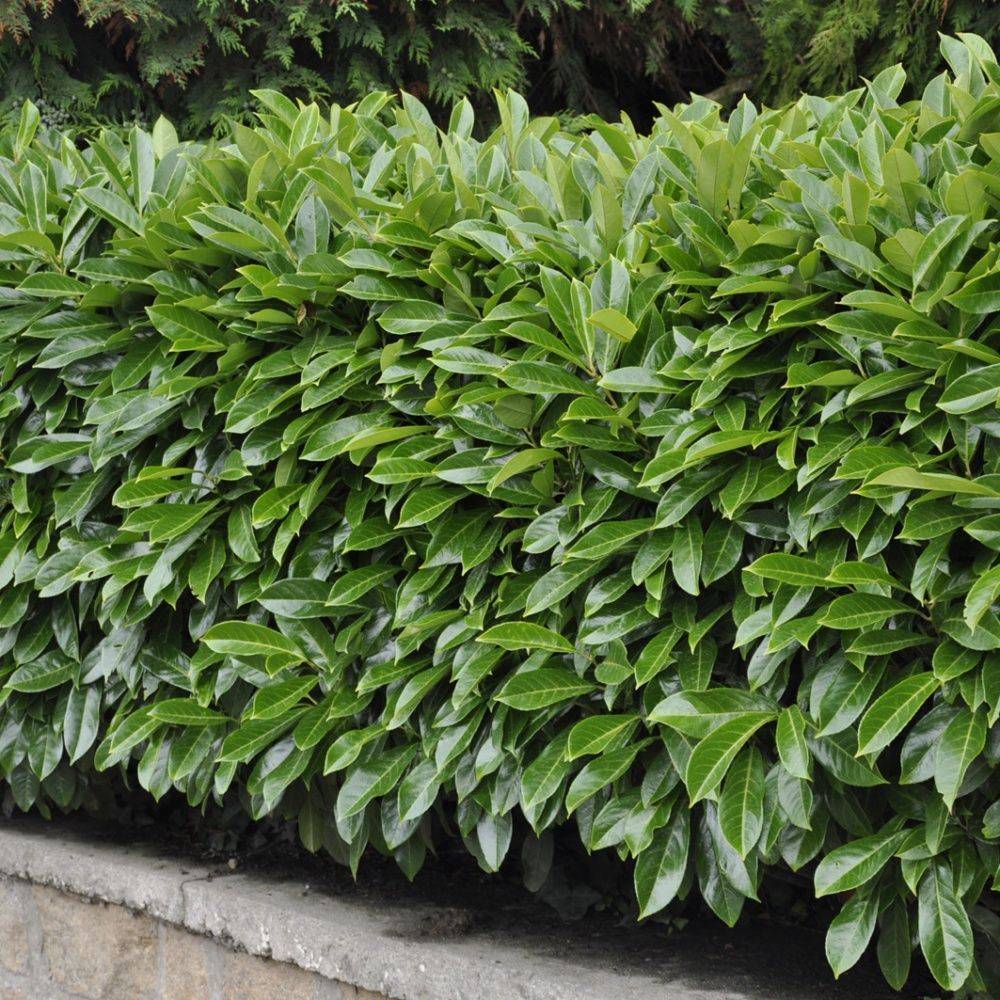 Laurier palme 'Caucasica'