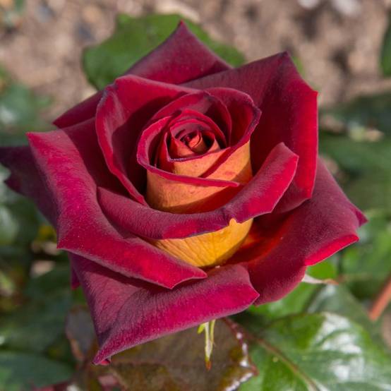 Rosier 'Eddy Mitchell®' Meirysett - Rosier Meilland