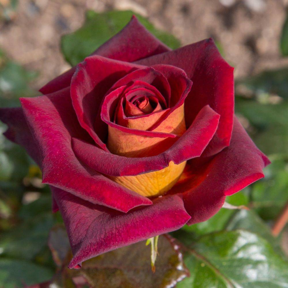Rosier 'Eddy Mitchell®' Meirysett - Rosier Meilland