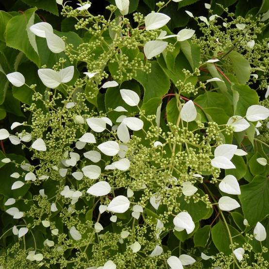 Hortensia grimpant - Schizophragma hydrangeoïdes - Image 3