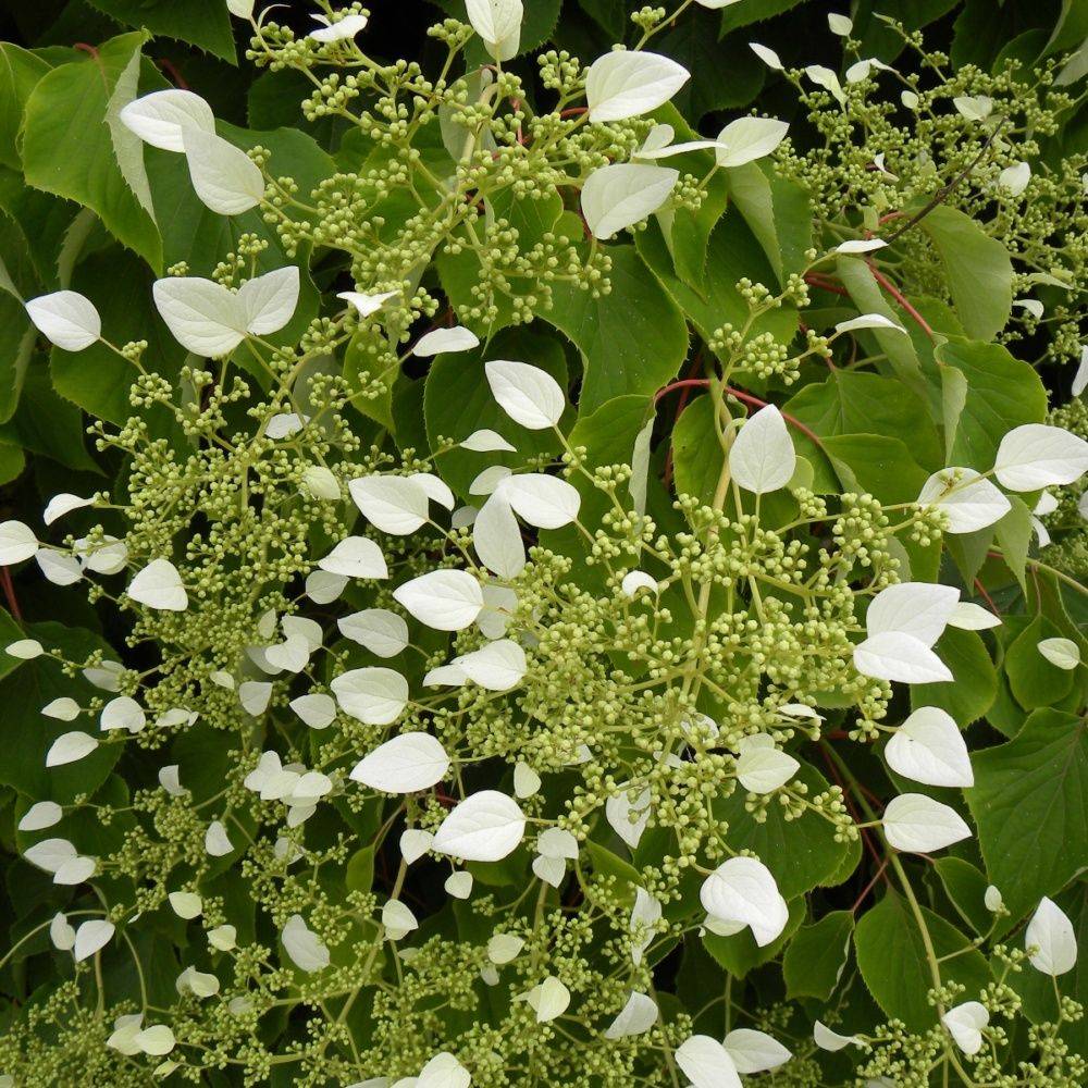 Hortensia grimpant - Schizophragma hydrangeoïdes - Image 3
