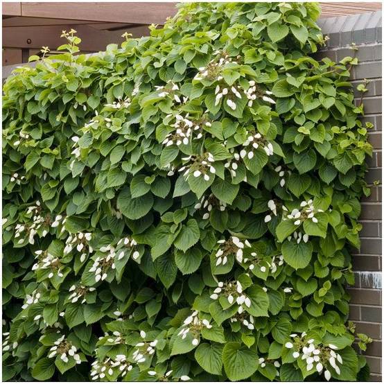 Hortensia grimpant - Schizophragma hydrangeoïdes - Image 2