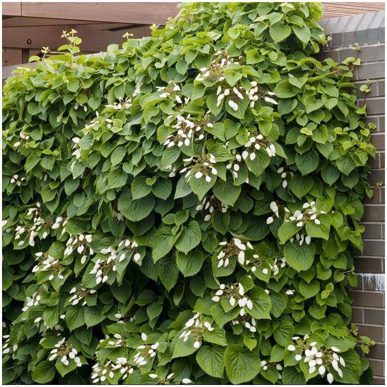 Hortensia grimpant - Schizophragma hydrangeoïdes - Image 2