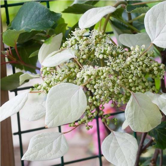 Hortensia grimpant - Schizophragma hydrangeoïdes - Image 1