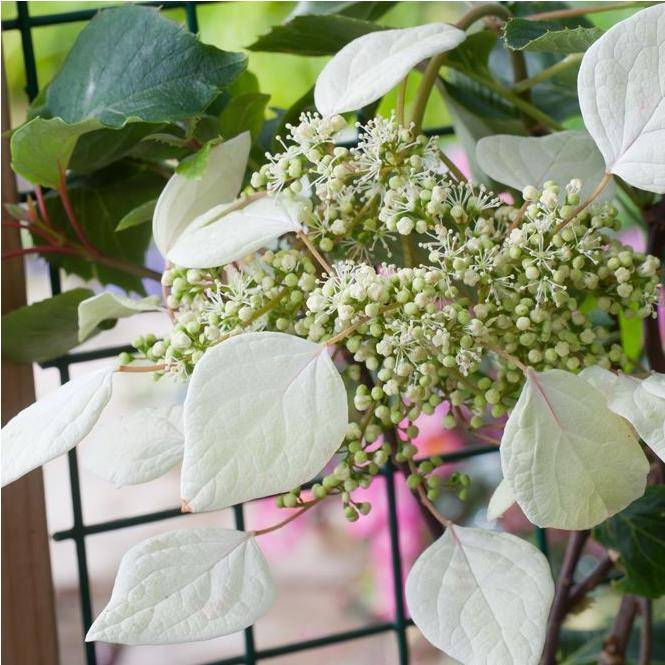 Hortensia grimpant - Schizophragma hydrangeoïdes - Image 1