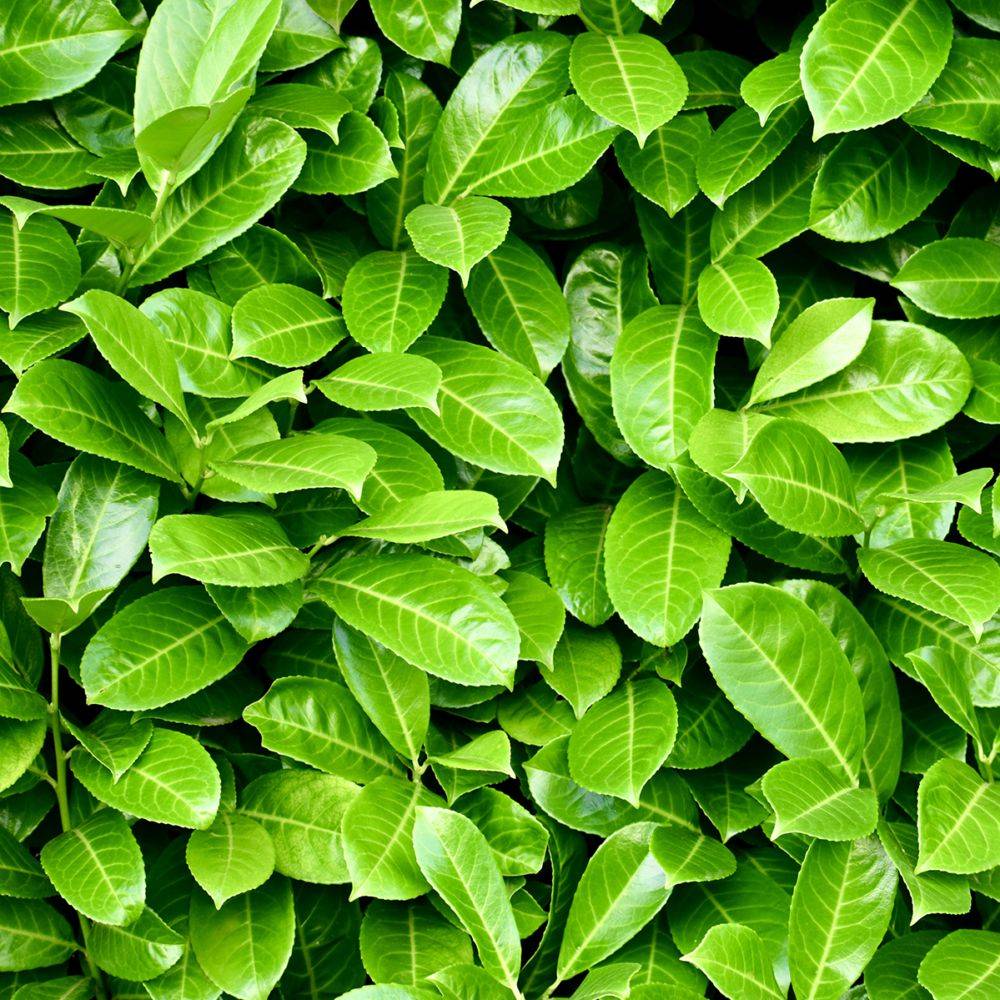 Laurier palme 'Rotundifolia' - Image 3