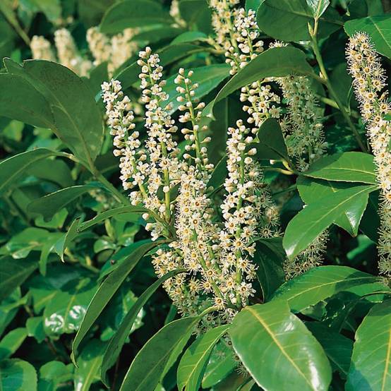 Laurier palme 'Rotundifolia' - Image 2
