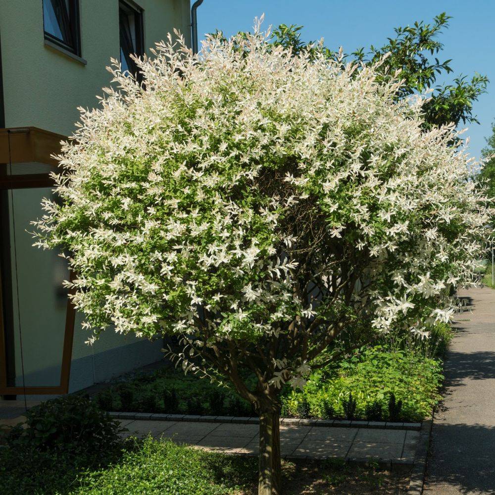 Saule crevette 'Hakuro-Nishiki'