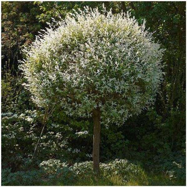 Saule crevette 'Hakuro-Nishiki' - Image 3