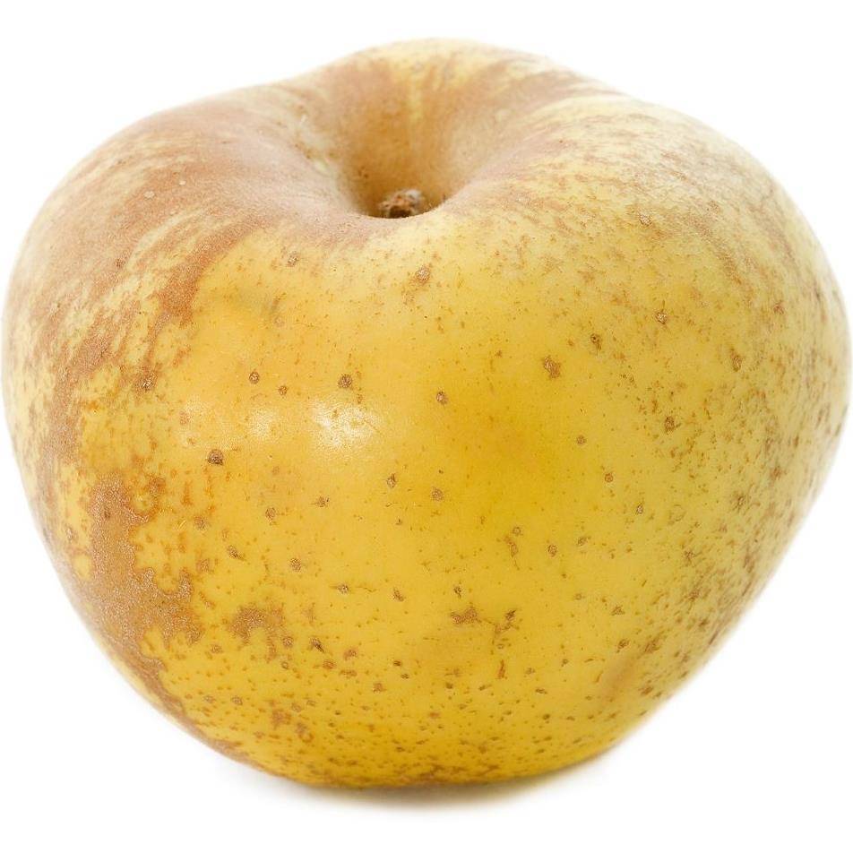 Pommier 'Reinette blanche du Canada' : taille en palmette U - Image 1