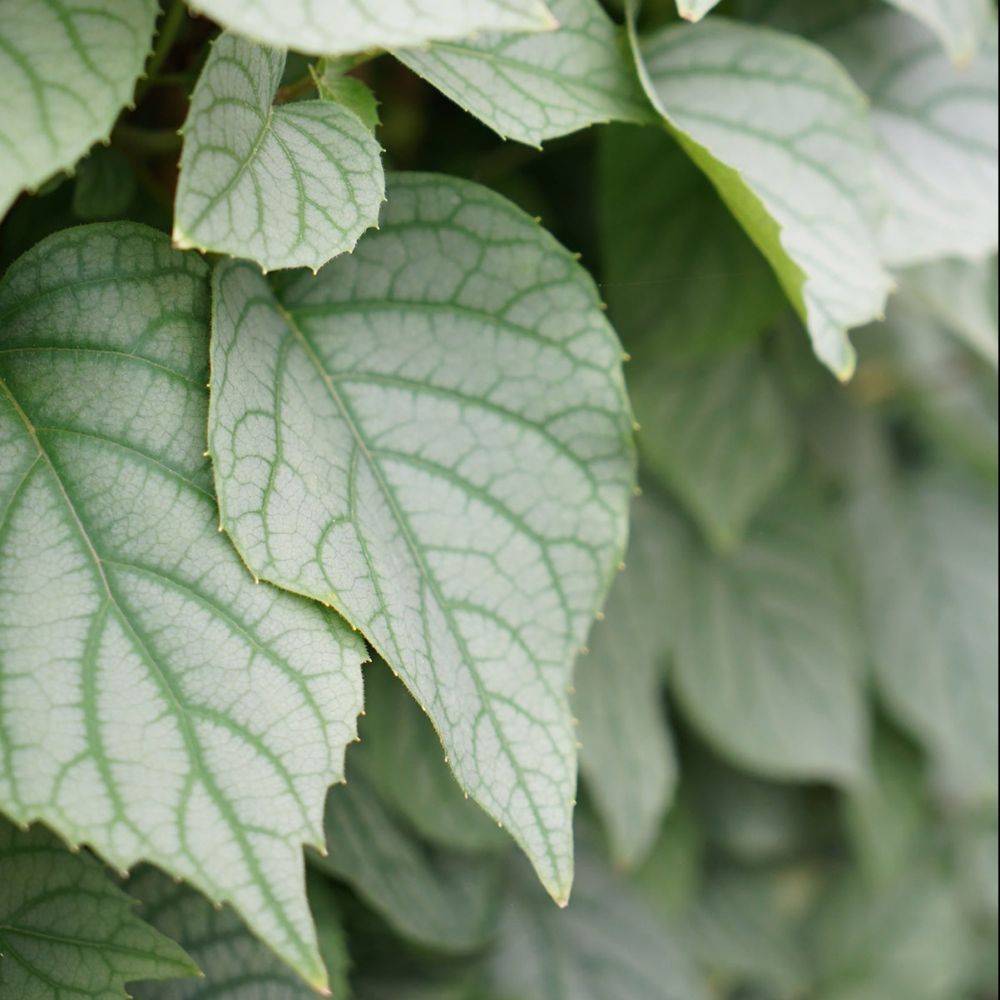 Hortensia grimpant - Schizophragma 'Moonlight' - Image 2