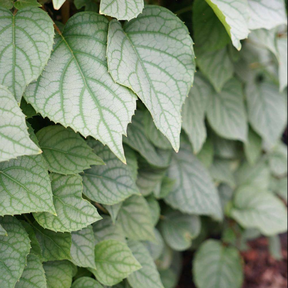 Hortensia grimpant - Schizophragma 'Moonlight' - Image 1