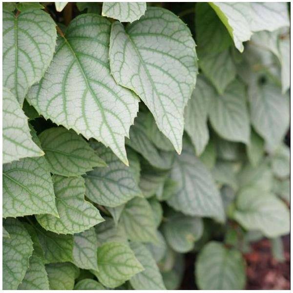 Hortensia grimpant - Schizophragma 'Moonlight' - Image 3