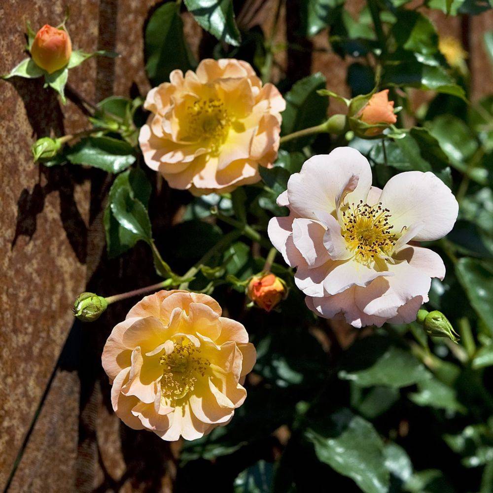 Rosier Décorosier® CALIZIA® - Image 4