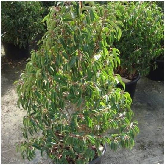Laurier du Portugal 'Augustifolia'