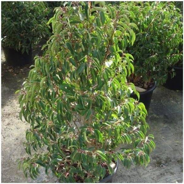Laurier du Portugal 'Augustifolia'